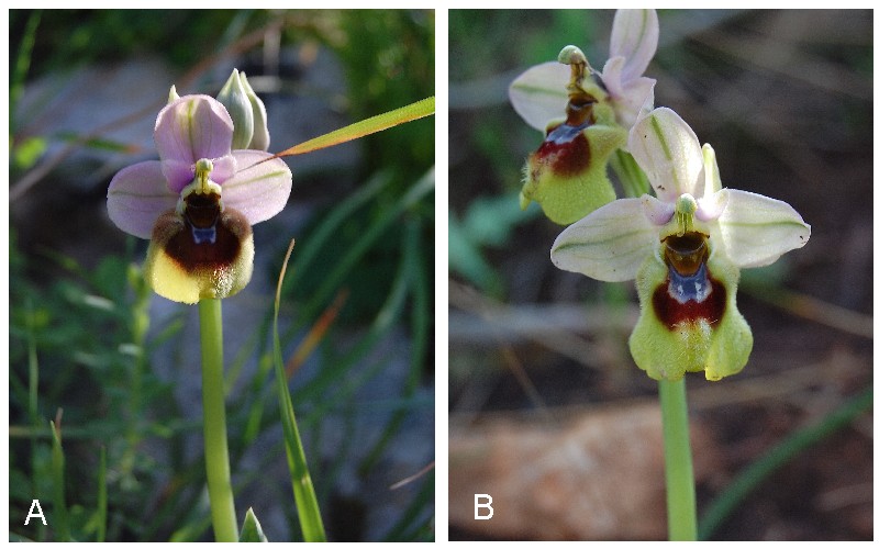 Ophrys tenthredinifera